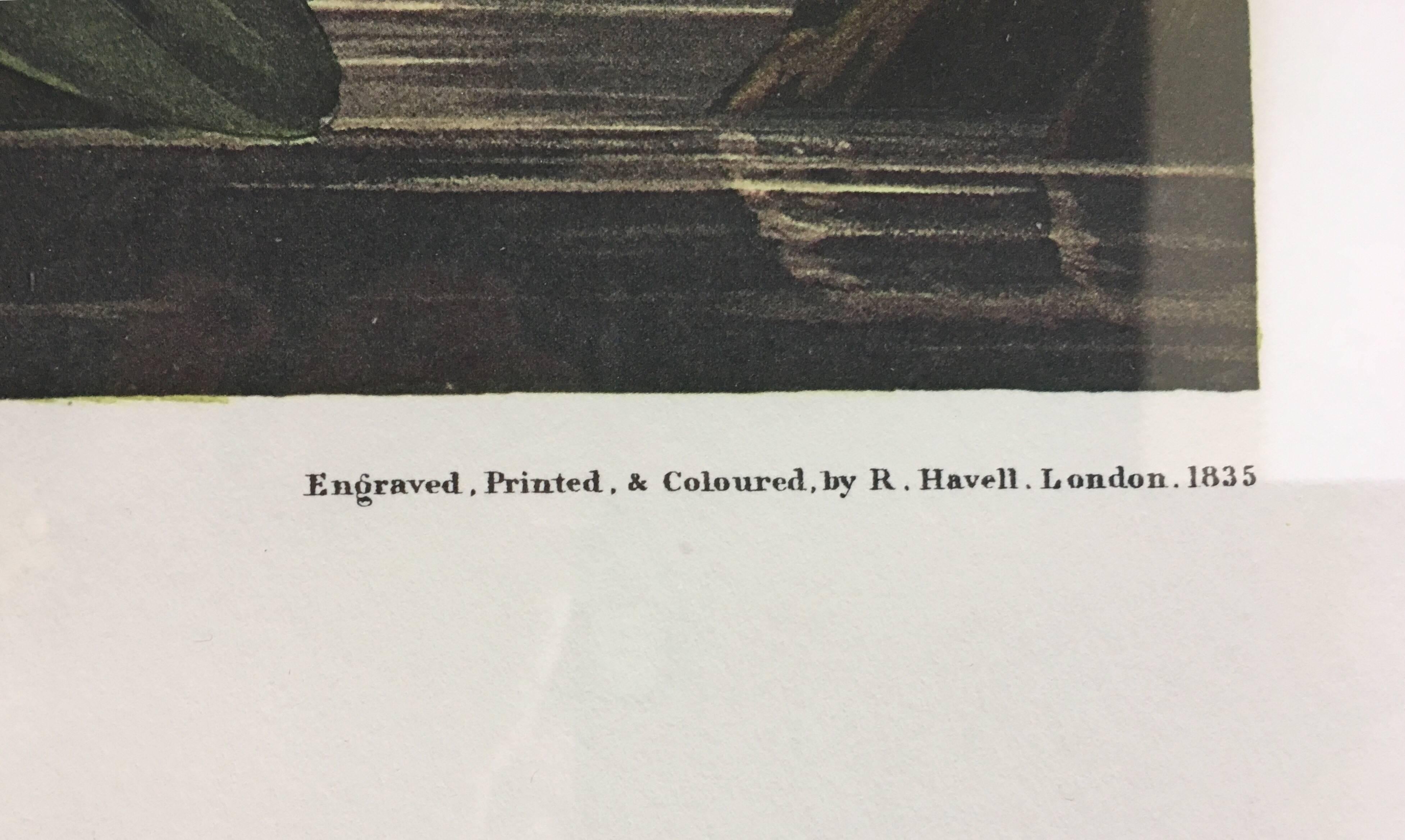 Verre Lithographie en édition limitée de John James Audubon:: héron blanc ou aigrette:: Princeton