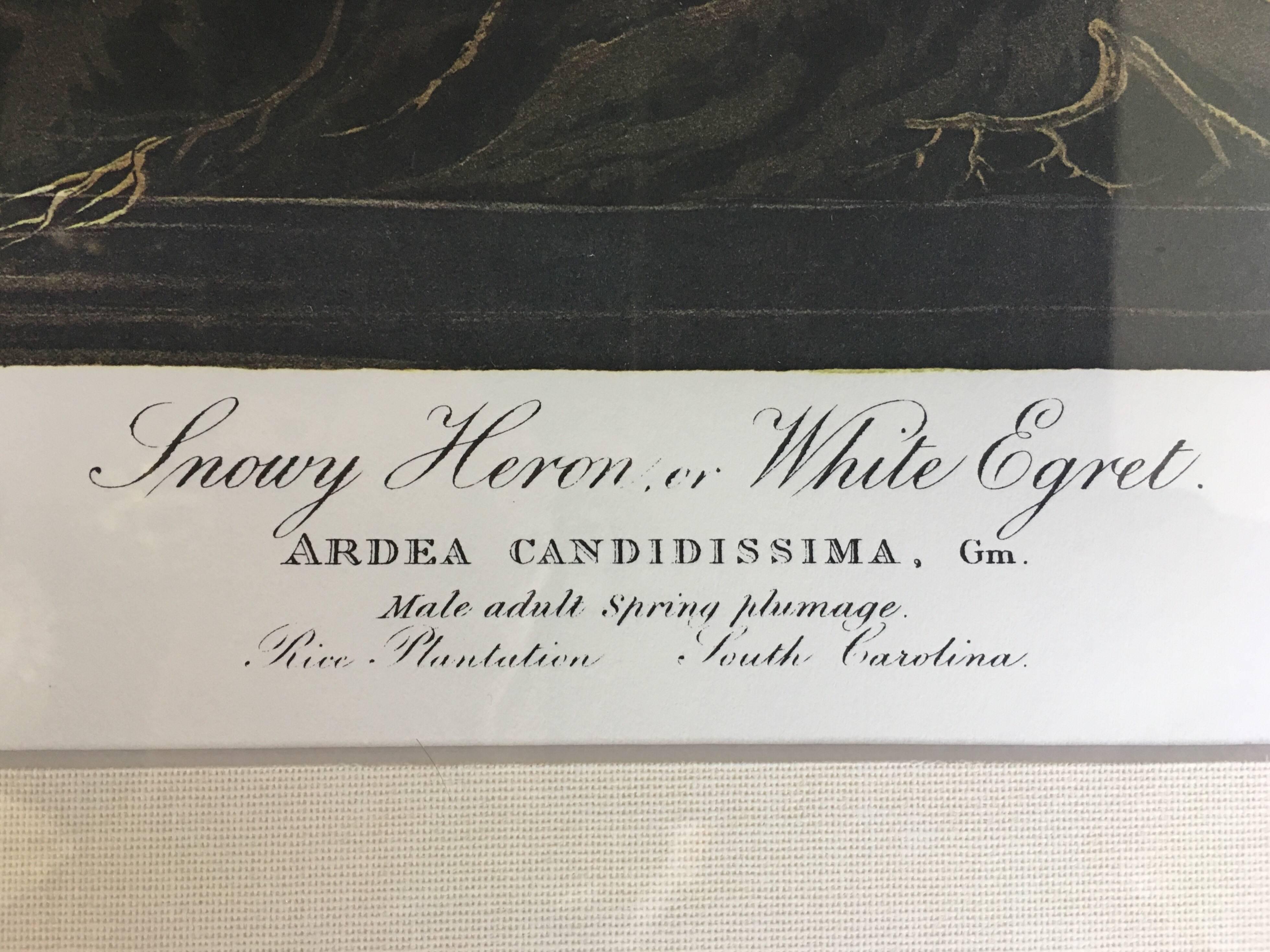 Late 20th Century Limited Edition John James Audubon Snowy Heron or Egret Lithograph, Princeton  