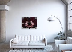 Flora Italiana ( Anemone Rosso ) - large format botanical still life photograph