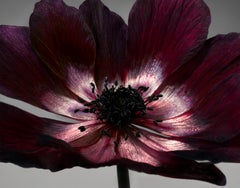Flora Italiana ( Anemone Rosso ) - large format botanical still life Photograph