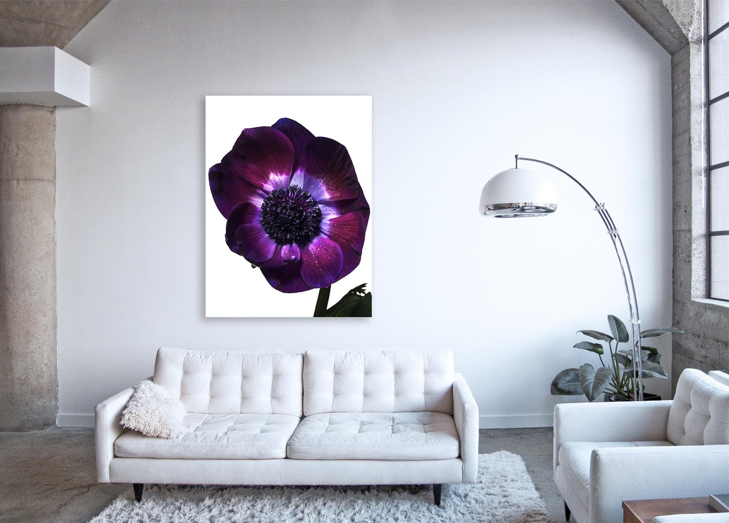 Flora Italiana ( Anemone Viola) – großformatige botanische Stilllebenfotografie – Print von Linda Rosewall