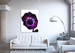 Flora Italiana ( Anemone Viola ) - large format botanical still life photograph