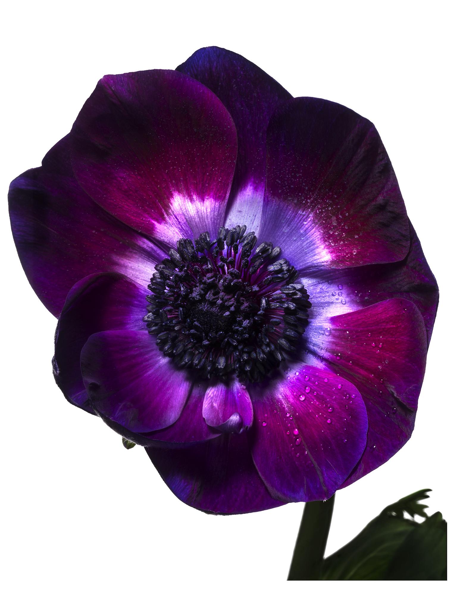 Flora Italiana ( Anemone Viola ) - large format botanical still life photograph