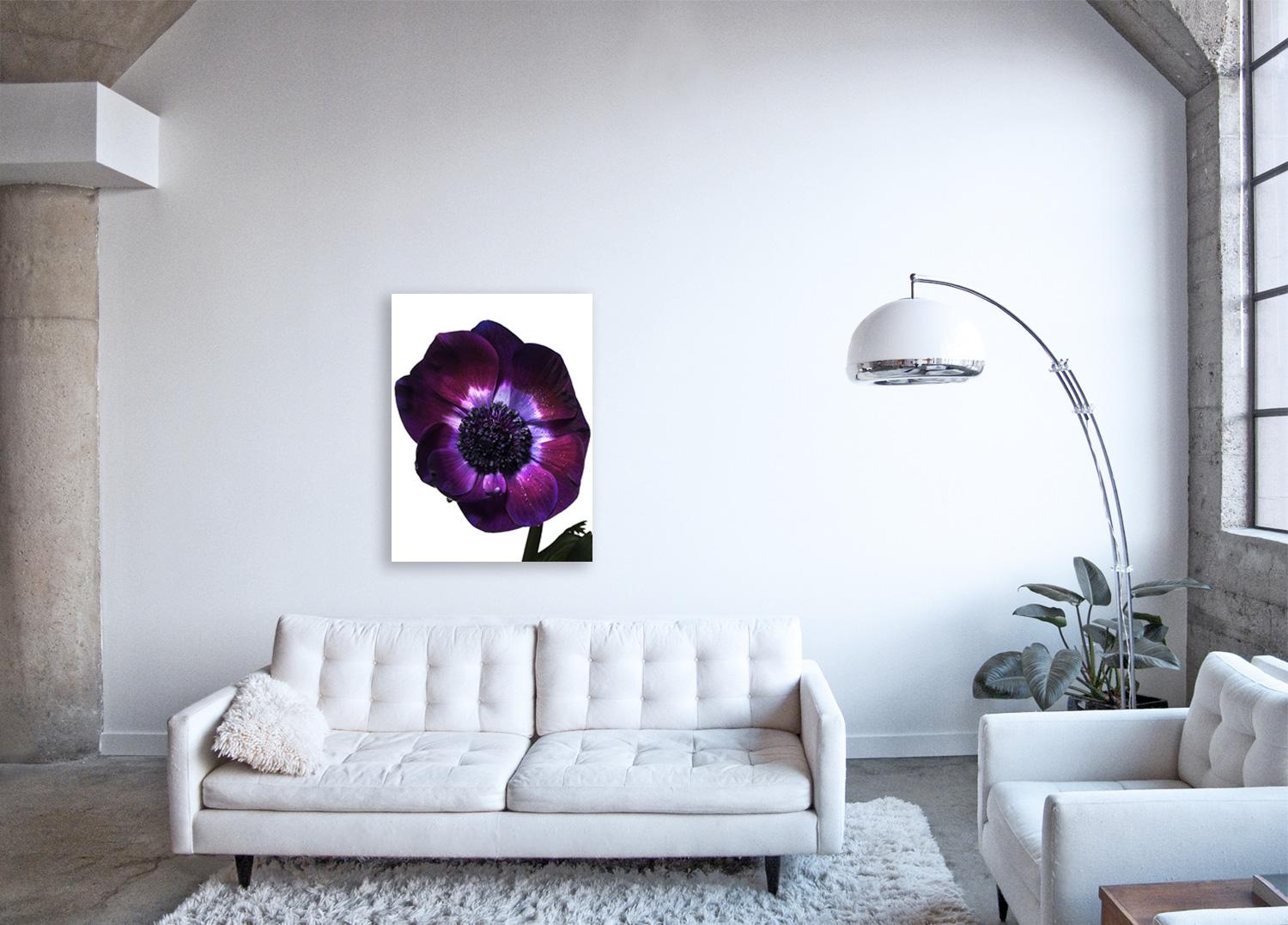 Flora Italiana (Anenome Viola) - large format botanical still life photograph - Print by Linda Rosewall