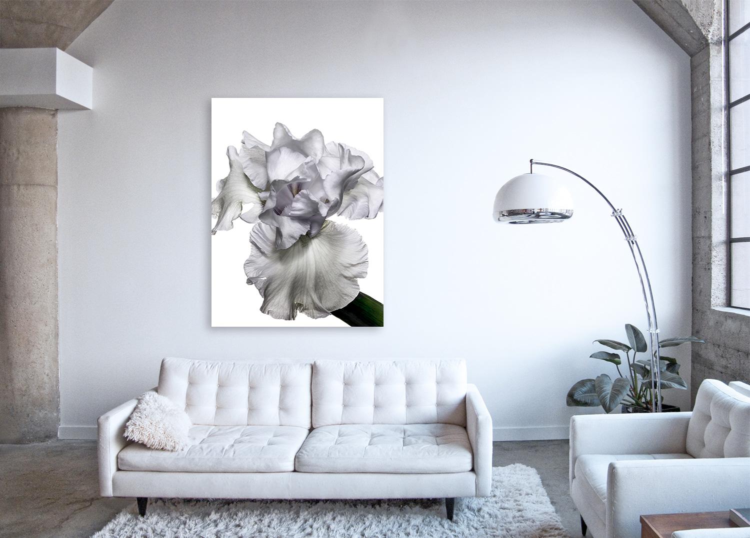 Flora Italiana ( Iris Bianco ) - large format botanical still life photograph - Photograph by Linda Rosewall