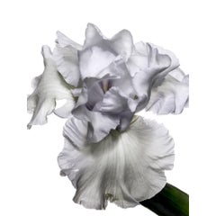 Flora Italiana ( Iris Bianco ) - large format botanical still life photograph