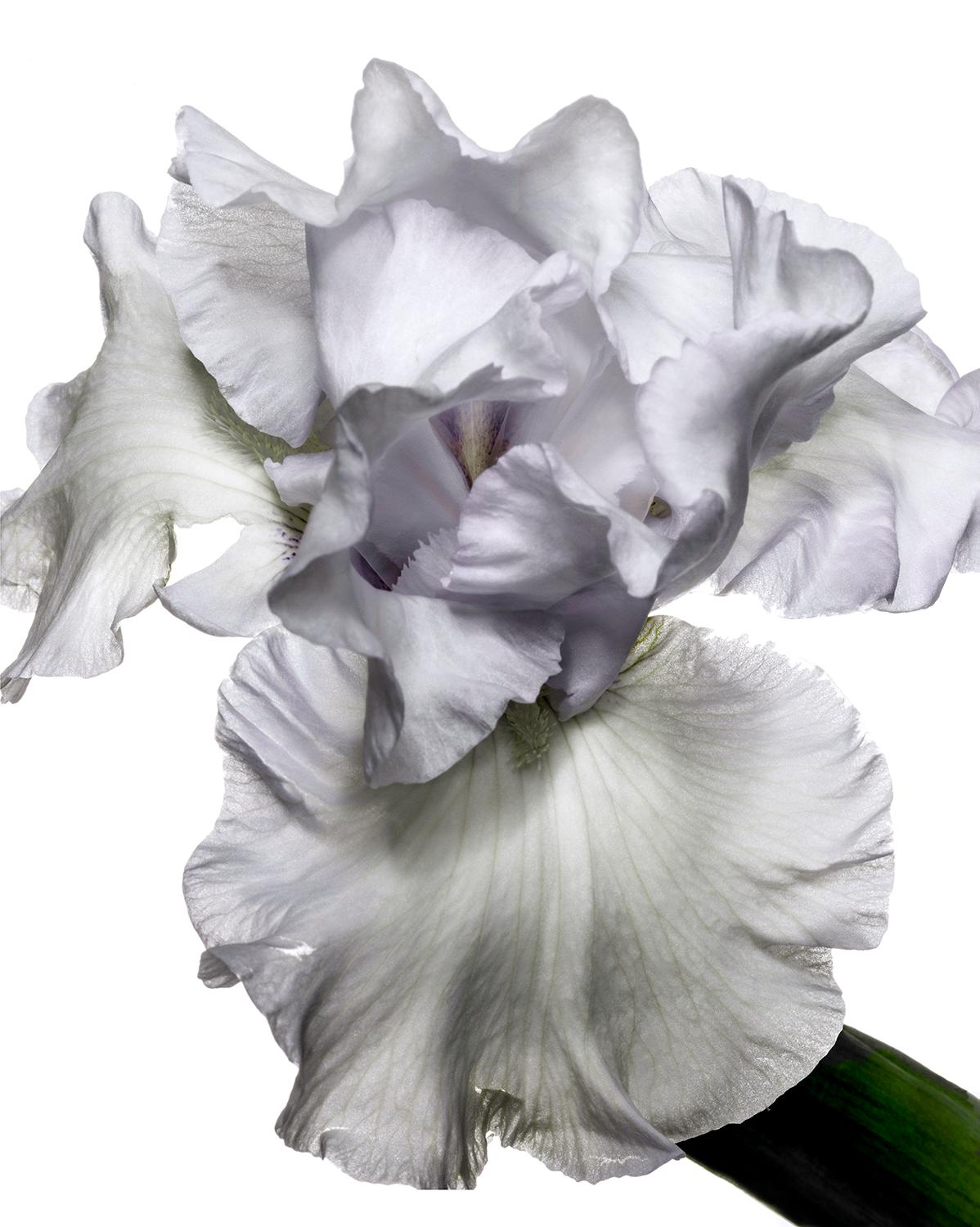 Flora Italiana ( Iris Bianco ) - large format botanical still life photograph