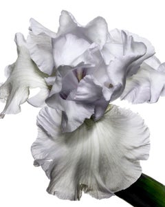 Vintage Flora Italiana ( Iris Bianco ) - large format botanical still life photograph