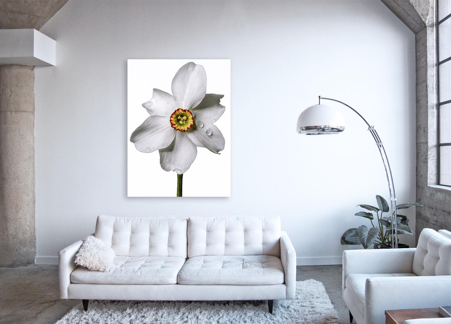 Flora Italiana ( Narcissus Poetic) – großformatige botanische Stilllebenfotografie – Photograph von Linda Rosewall