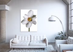 Flora Italiana (Narcissus Poetic) - large format botanical still life photograph