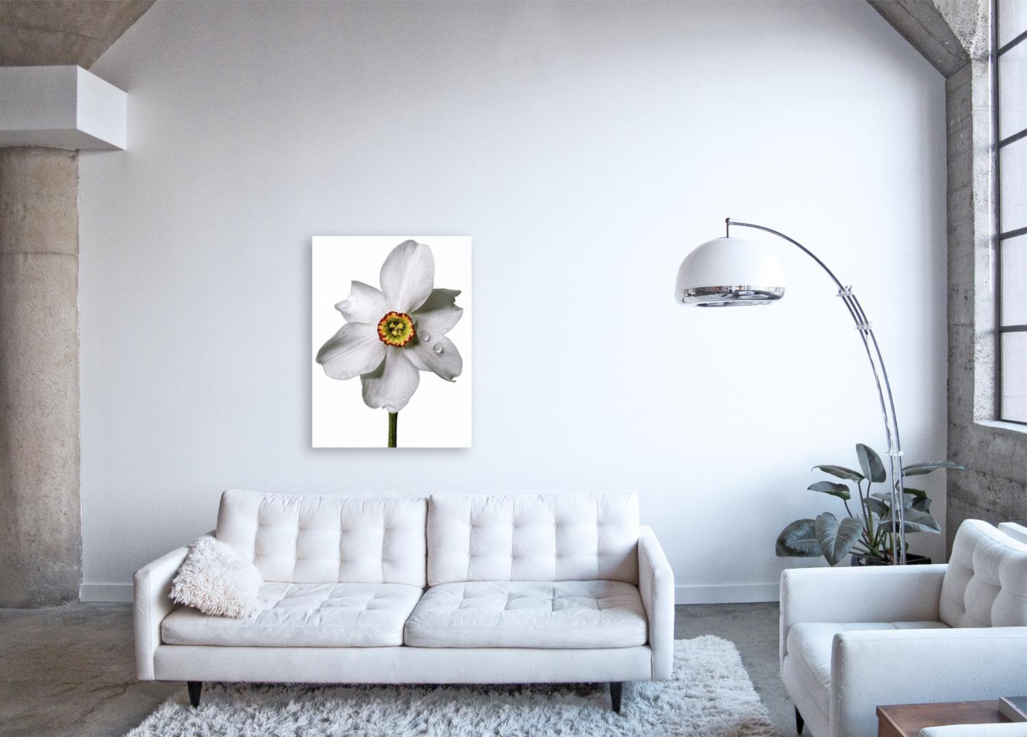 Flora Italiana ( Narcissus Poetic ) large format botanical still life photograph - Photograph by Linda Rosewall