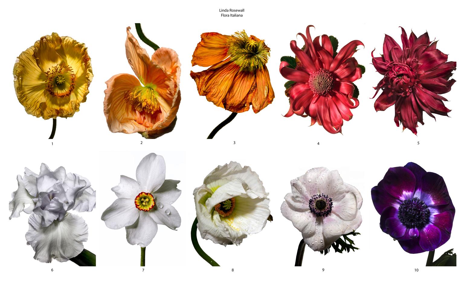 Flora Italiana ( Narzissen Poetic) Großformatige botanische Stilllebenfotografie (Grau), Color Photograph, von Linda Rosewall
