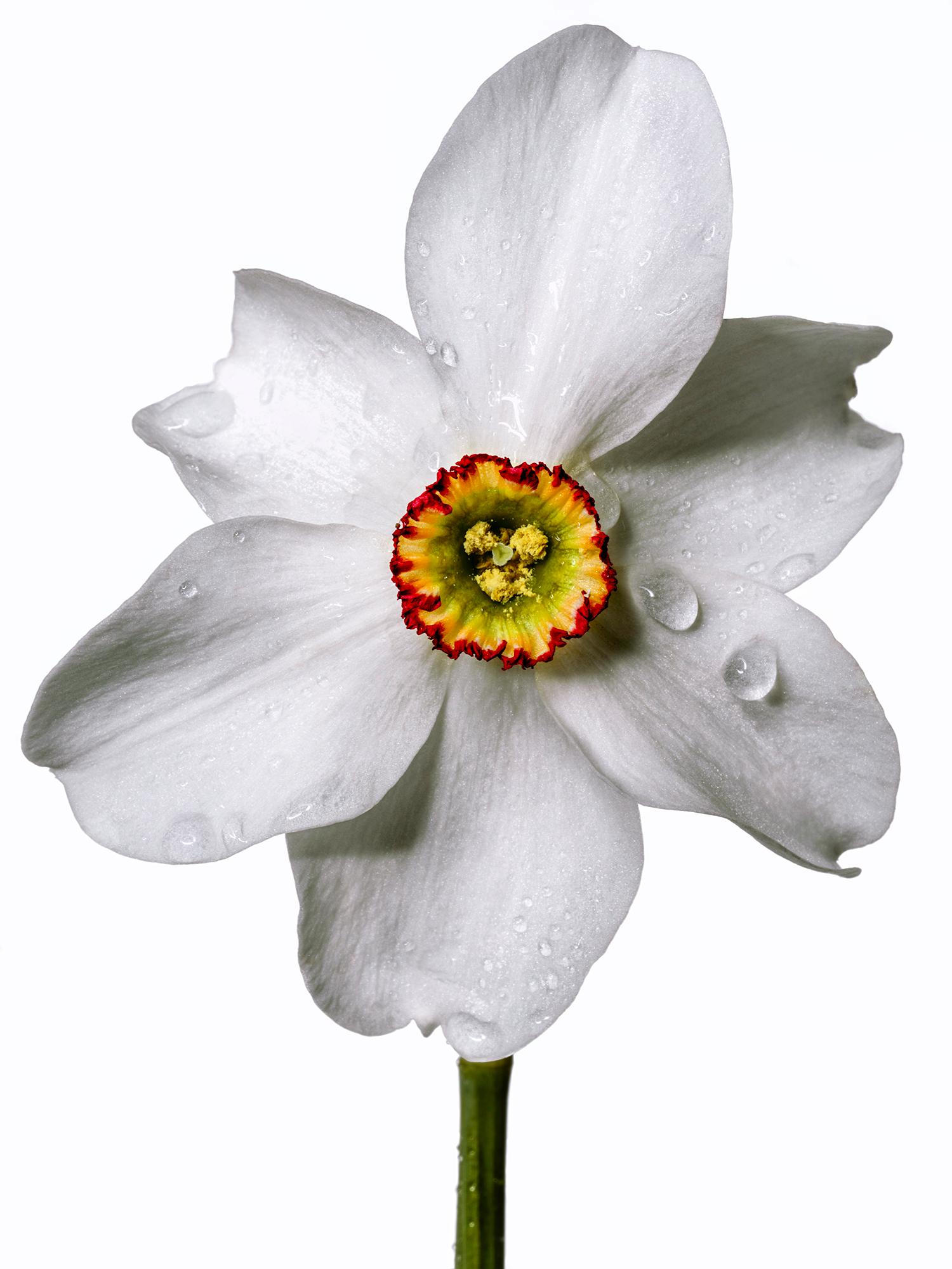 Linda Rosewall Color Photograph – Flora Italiana ( Narcissus Poetic) – großformatige botanische Stilllebenfotografie