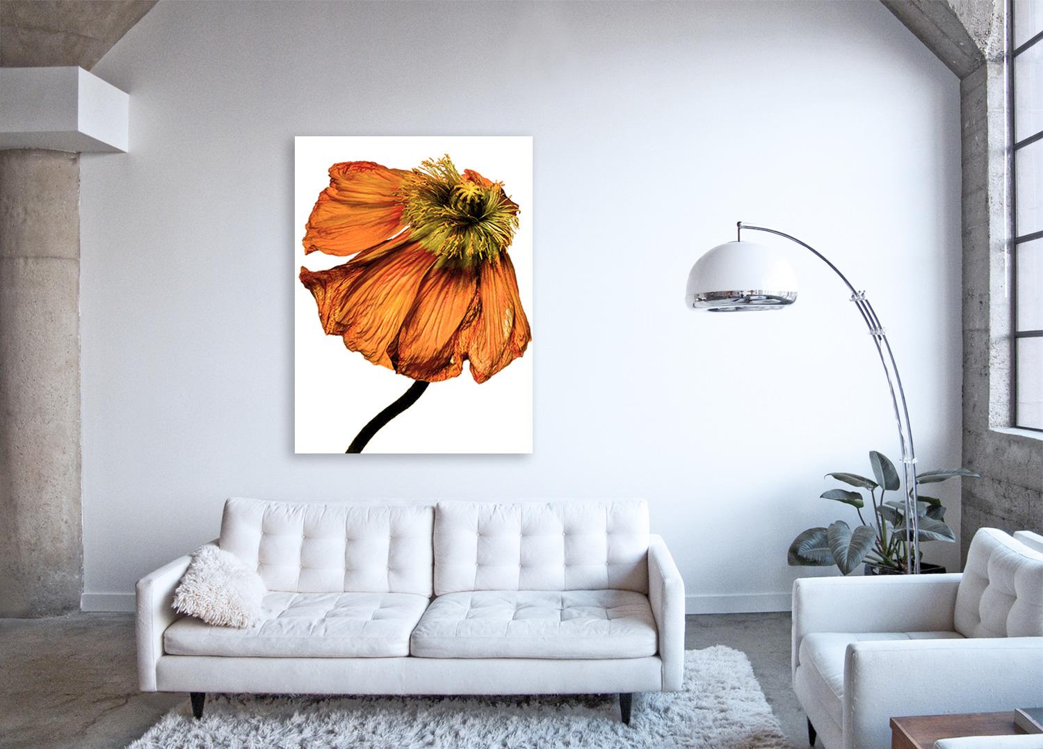 Flora Italiana ( Papavero Arancio Piene ) - large botanical still life photo - Print by Linda Rosewall