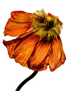 Flora Italiana ( Papavero Arancio Piene ) - large botanical still life photo