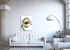 Flora Italiana (Papavero Bianco) – großformatige botanische Stilllebenfotografie