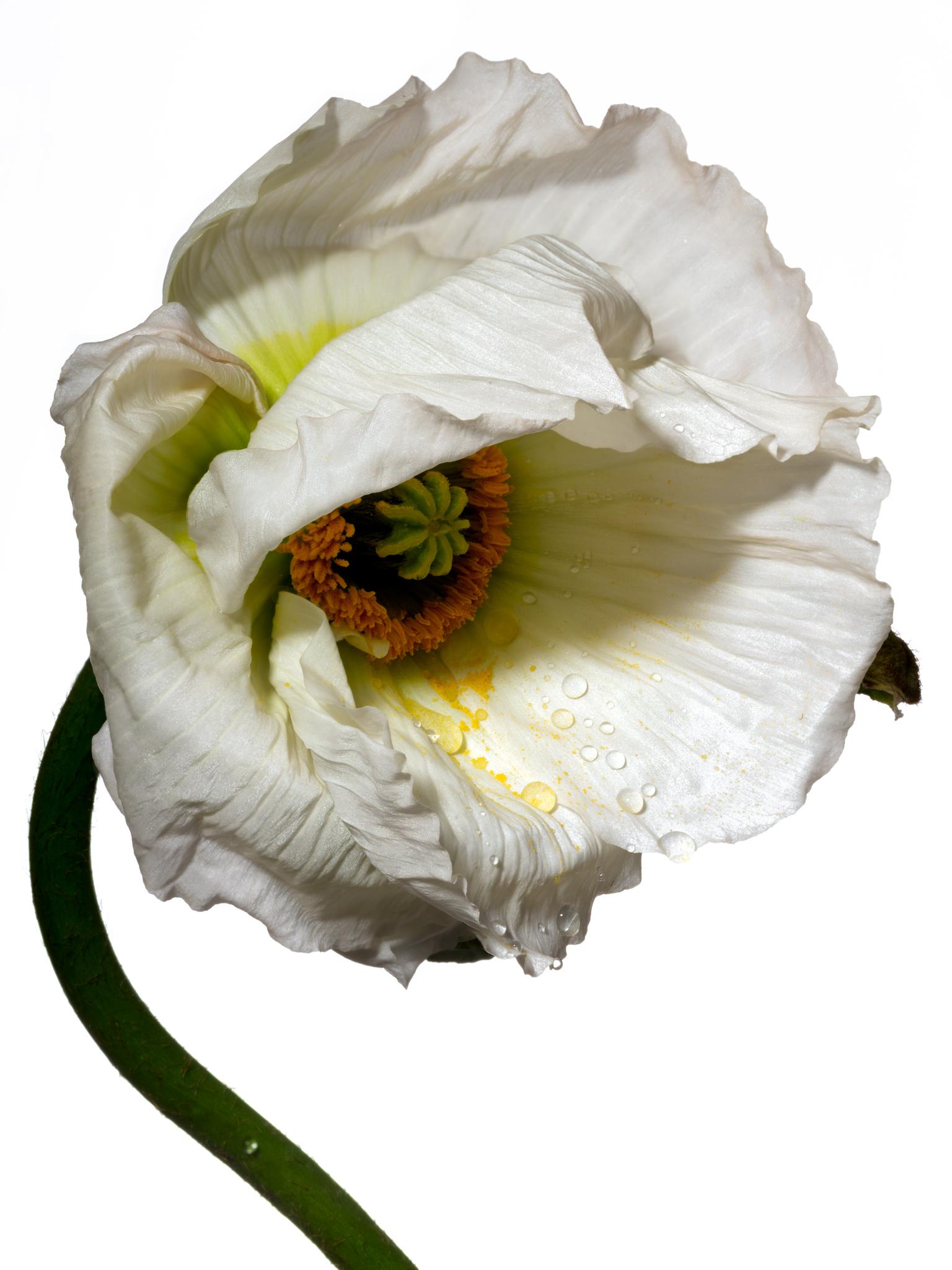Flora Italiana ( Papavero Bianco) – großformatige botanische Stilllebenfotografie