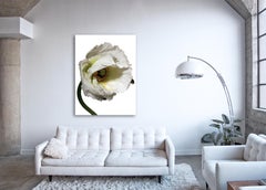 Flora Italiana ( Papavero Bianco ) - large scale botanical still life photograph