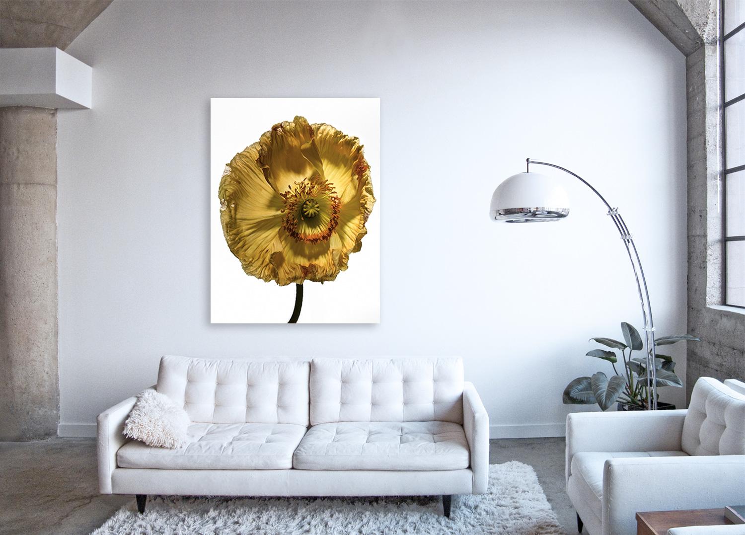 Flora Italiana ( Papavero Giallo Fiorito ) - large format botanical still life - Photograph by Linda Rosewall