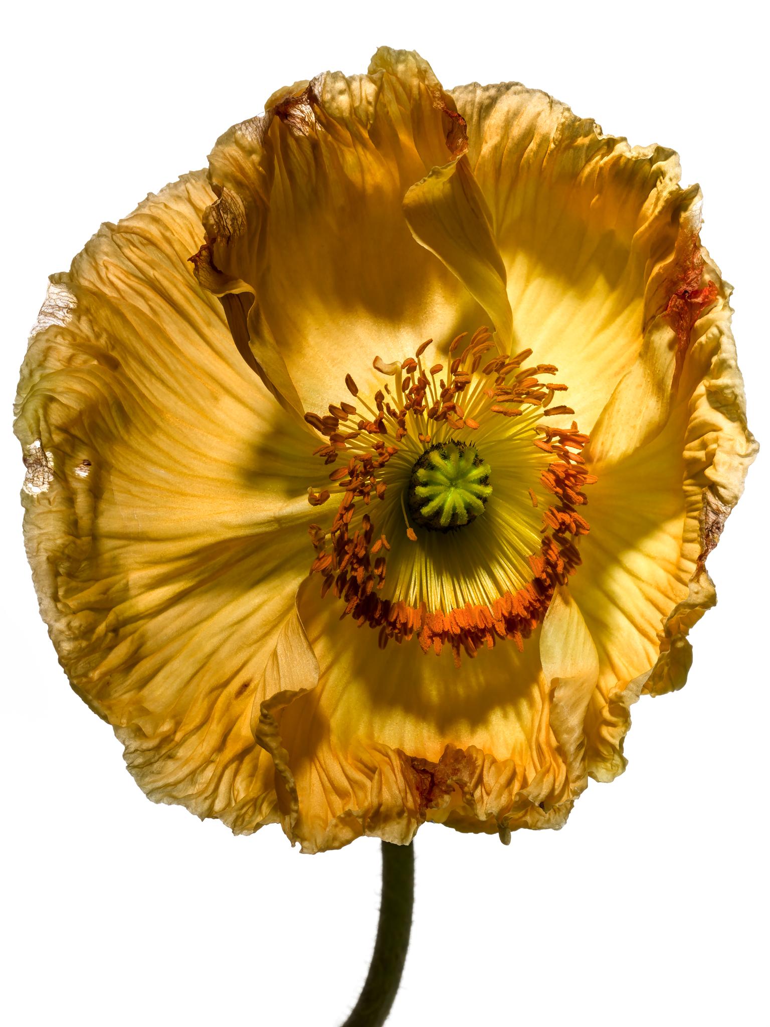 Color Photograph Linda Rosewall - Flora Italiana ( Papavero Giallo Fiorito ) - nature morte botanique grand format