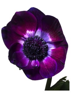 Flora Italiana ( Purple Anenome ) - large format botanical still life photograph