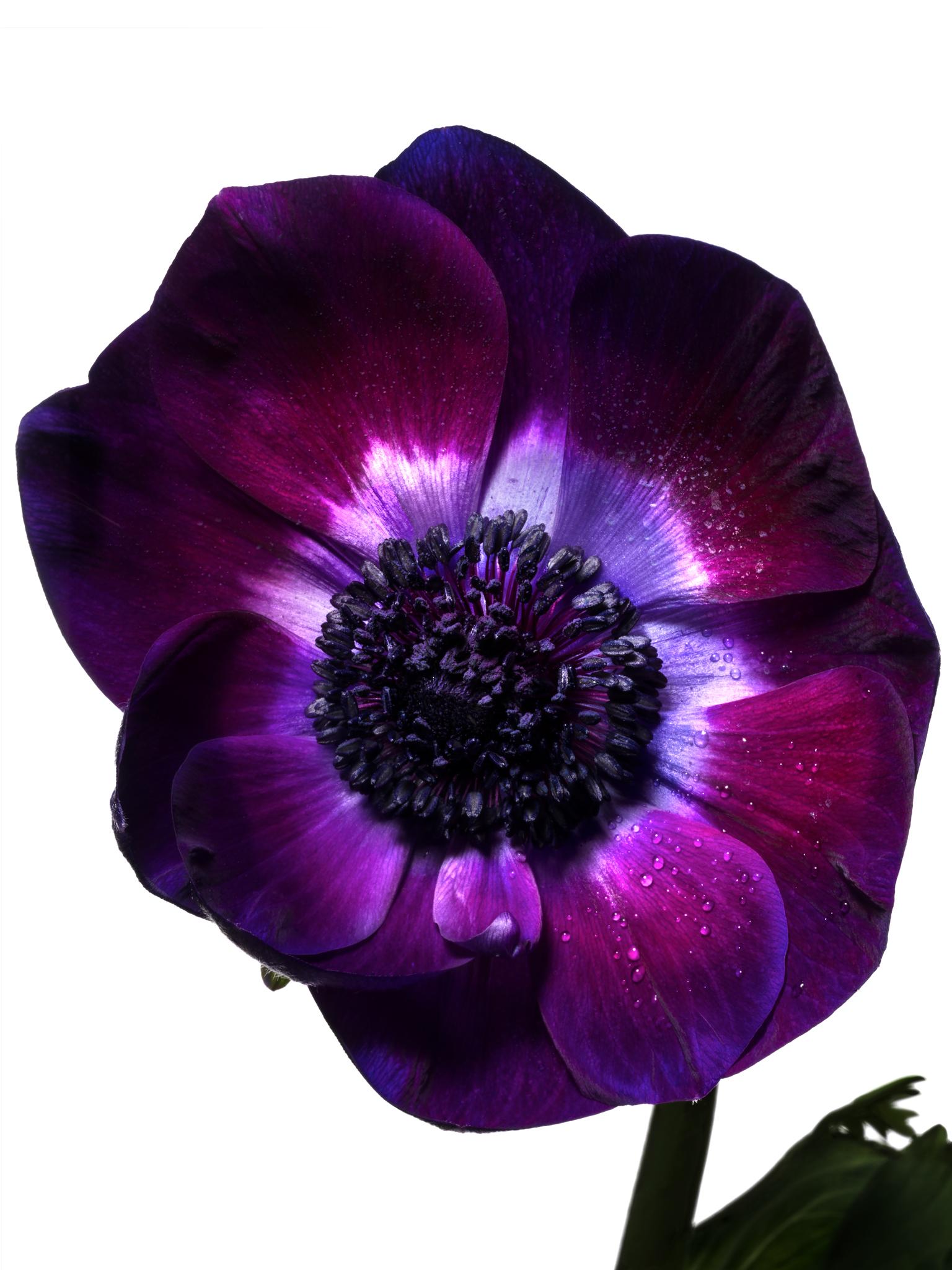 Flora Italiana ( Purple Anenome ) - large format botanical still life photograph