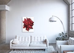 Flora Italiana (Waratah Red) - large format botanical still life photograph