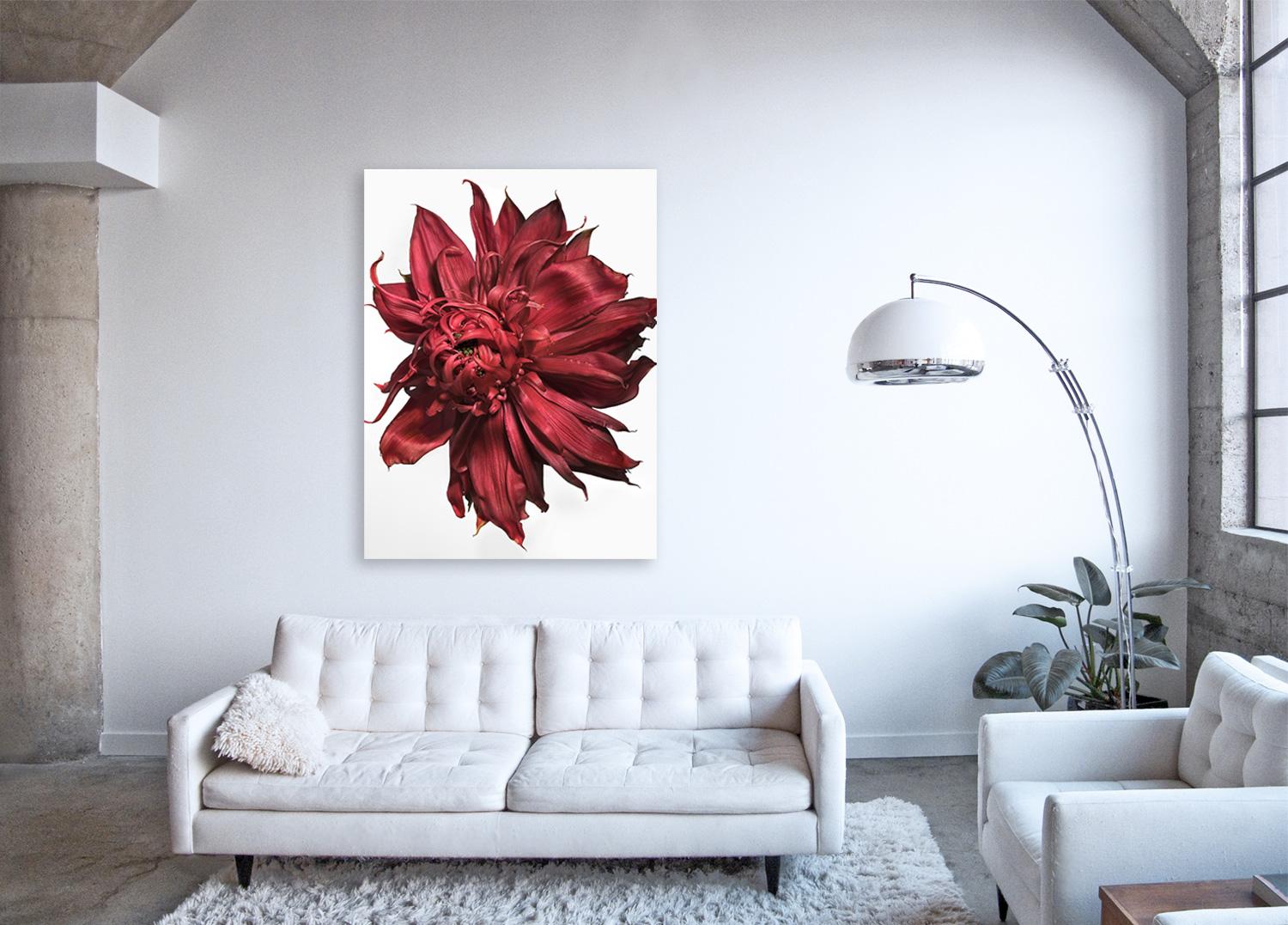 Flora Italiana ( Waratah Red) - Großformatige botanische Stilllebenfotografie – Print von Linda Rosewall
