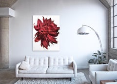 Flora Italiana ( Waratah Red) - Großformatige botanische Stilllebenfotografie