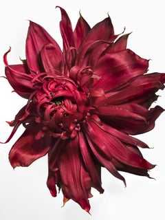 Flora Italiana ( Waratah Red ) - large format botanical still life photograph