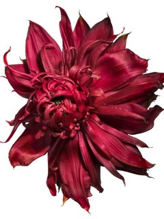 Used Flora Italiana ( Waratah Red ) - large format botanical still life photograph