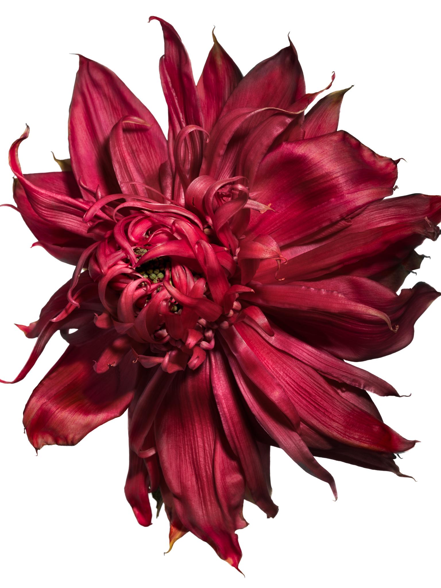 Linda Rosewall Still-Life Print – Flora Italiana ( Waratah Red) - Großformatige botanische Stilllebenfotografie
