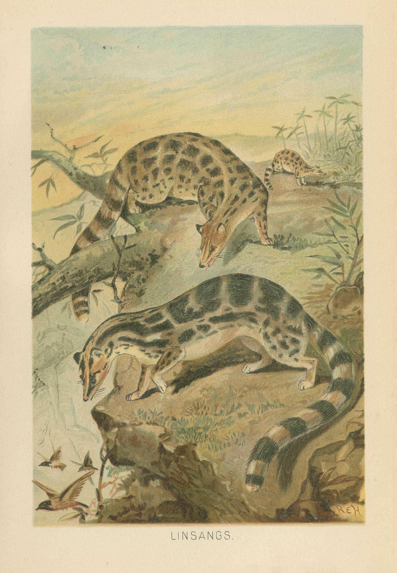Linsangs, Rare Antique Asian Mammal Print, Victorian Zoology, 1894