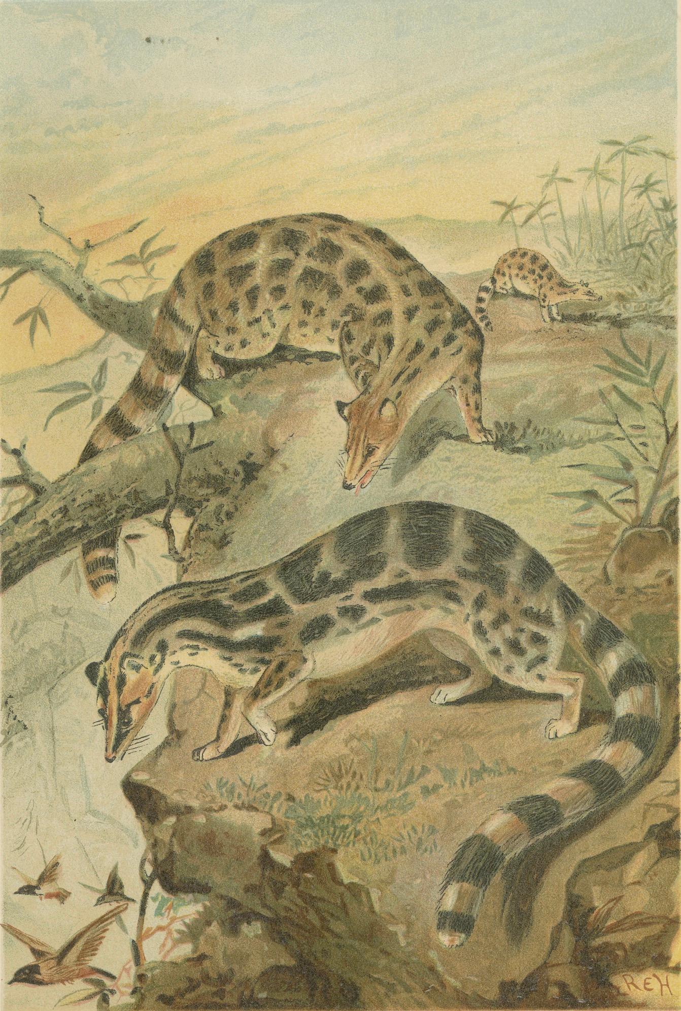 Linsangs, Rare Antique Asian Mammal Print, Victorian Zoology, 1894