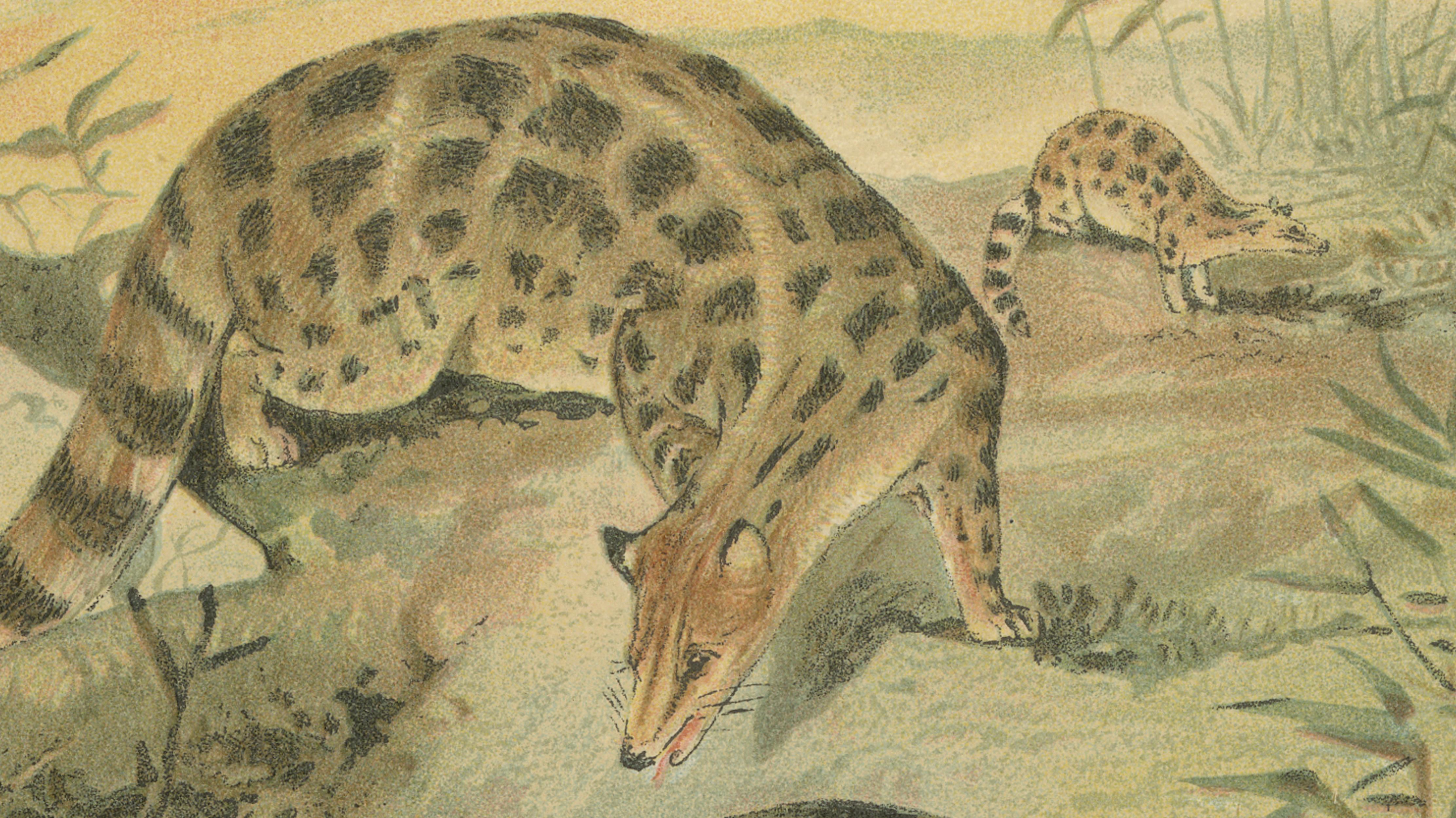 Linsangs, Rare Antique Asian Mammal Print, Victorian Zoology, 1894