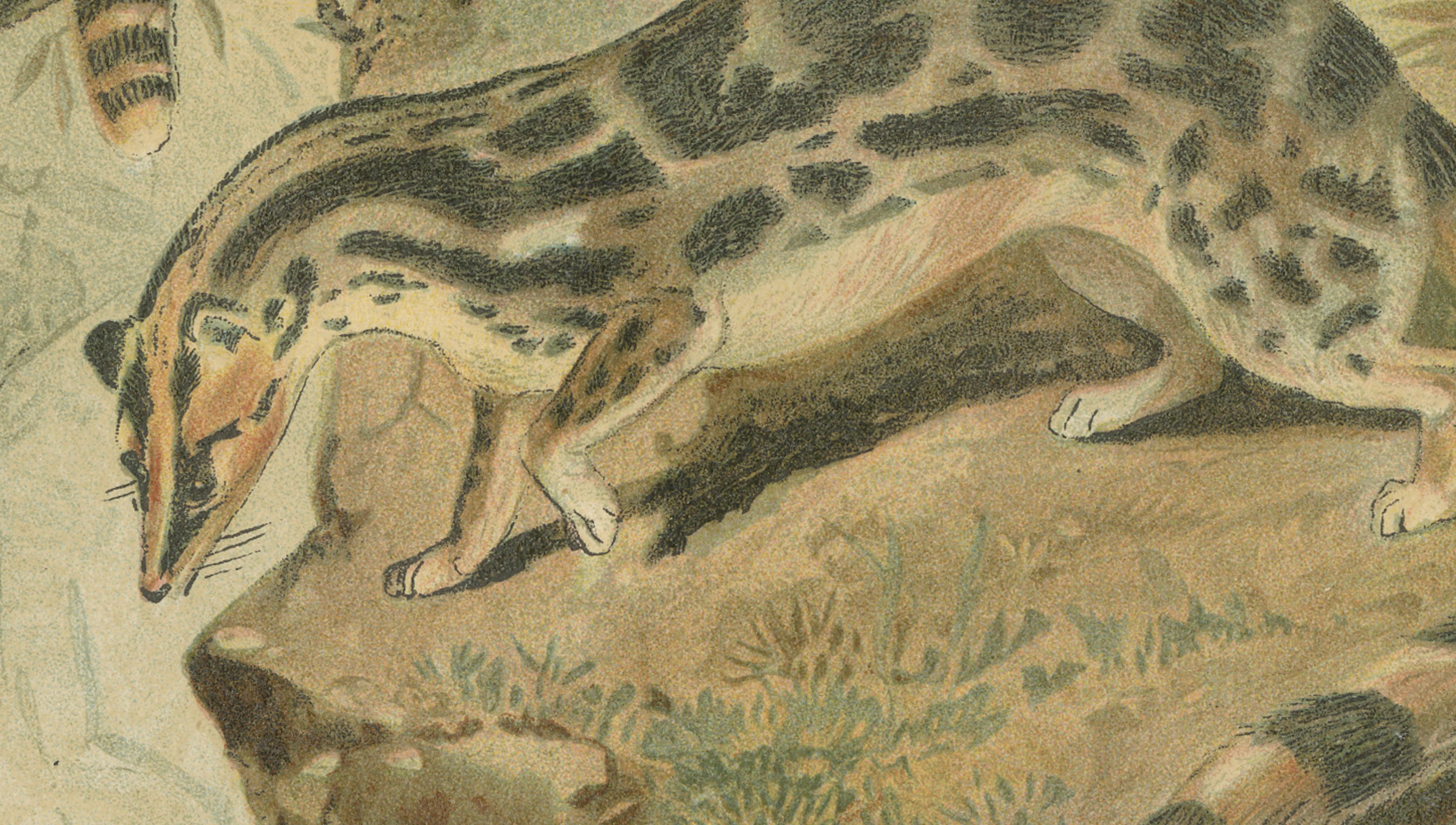 Linsangs, Rare Antique Asian Mammal Print, Victorian Zoology, 1894