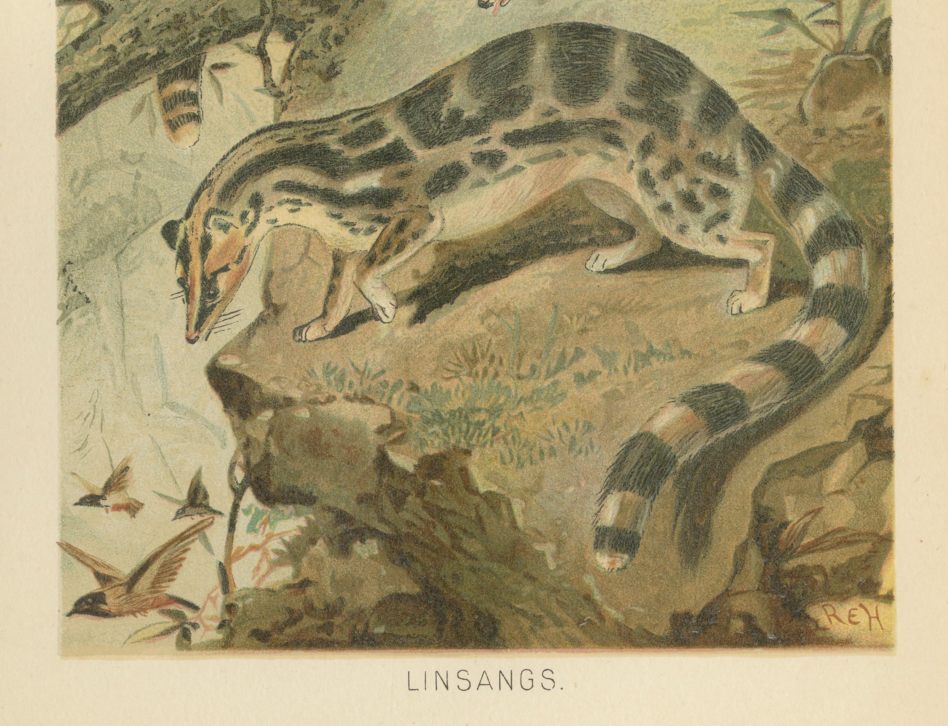 Linsangs, Rare Antique Asian Mammal Print, Victorian Zoology, 1894