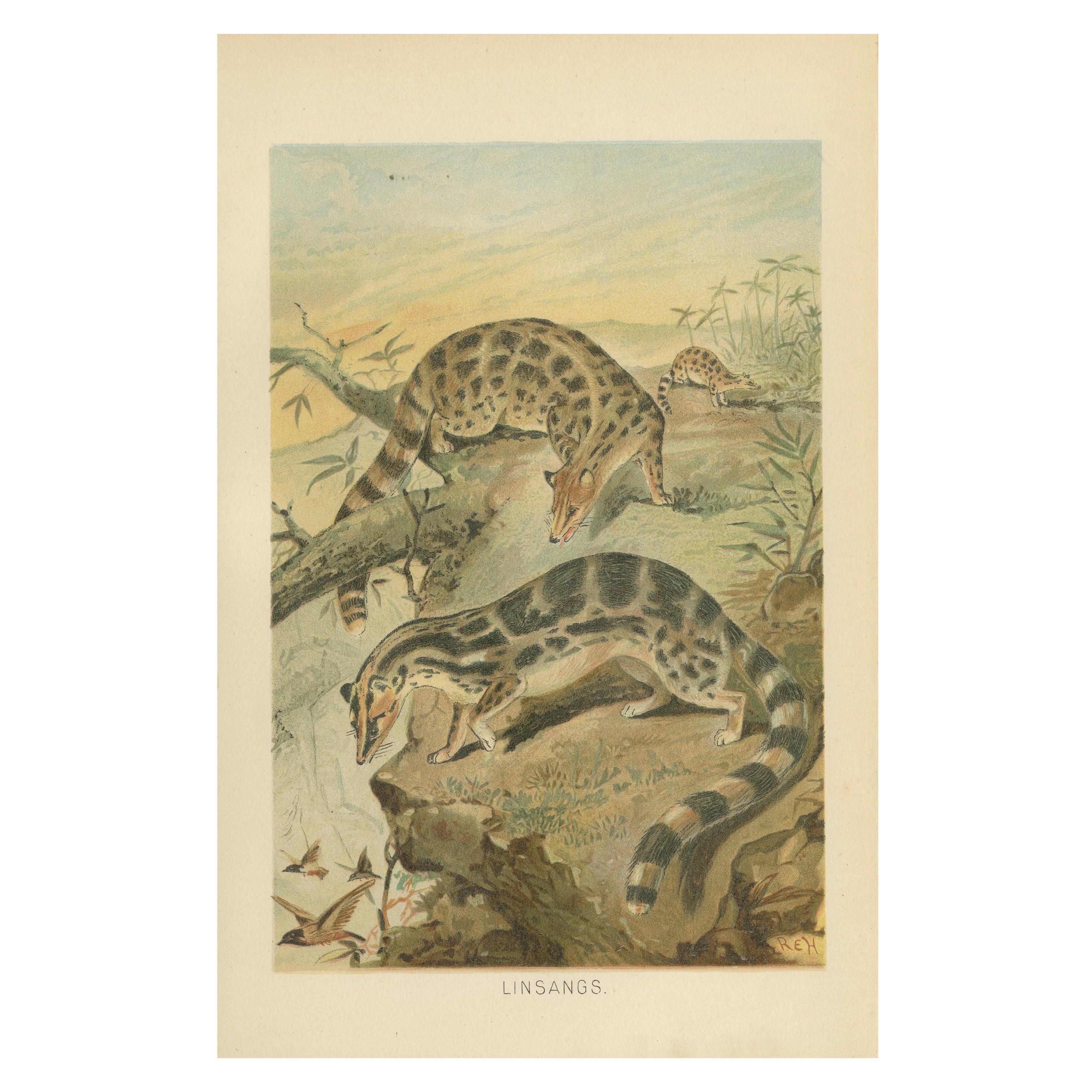 Linsangs, Rare Antique Asian Mammal Print, Victorian Zoology, 1894 For Sale