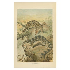 Linsangs, Rare Antique Asian Mammal Print, Victorian Zoology, 1894