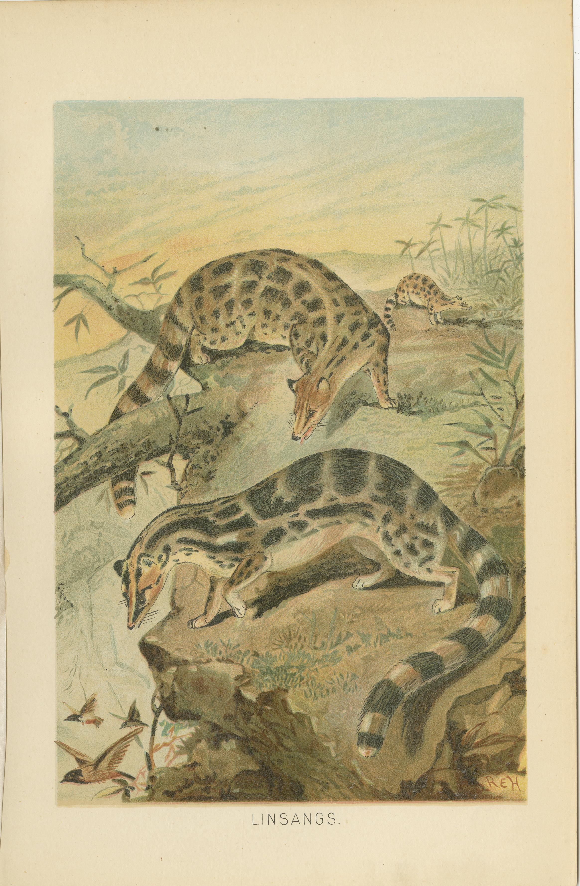 Linsangs, Rare Antique Asian Mammal Print, Victorian Zoology, 1894