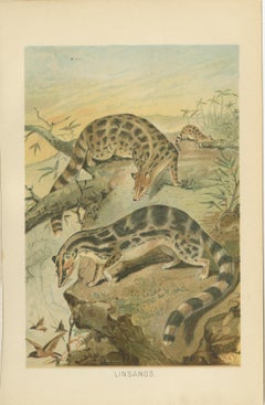 Linsangs, Rare Antique Asian Mammal Print, Victorian Zoology, 1894