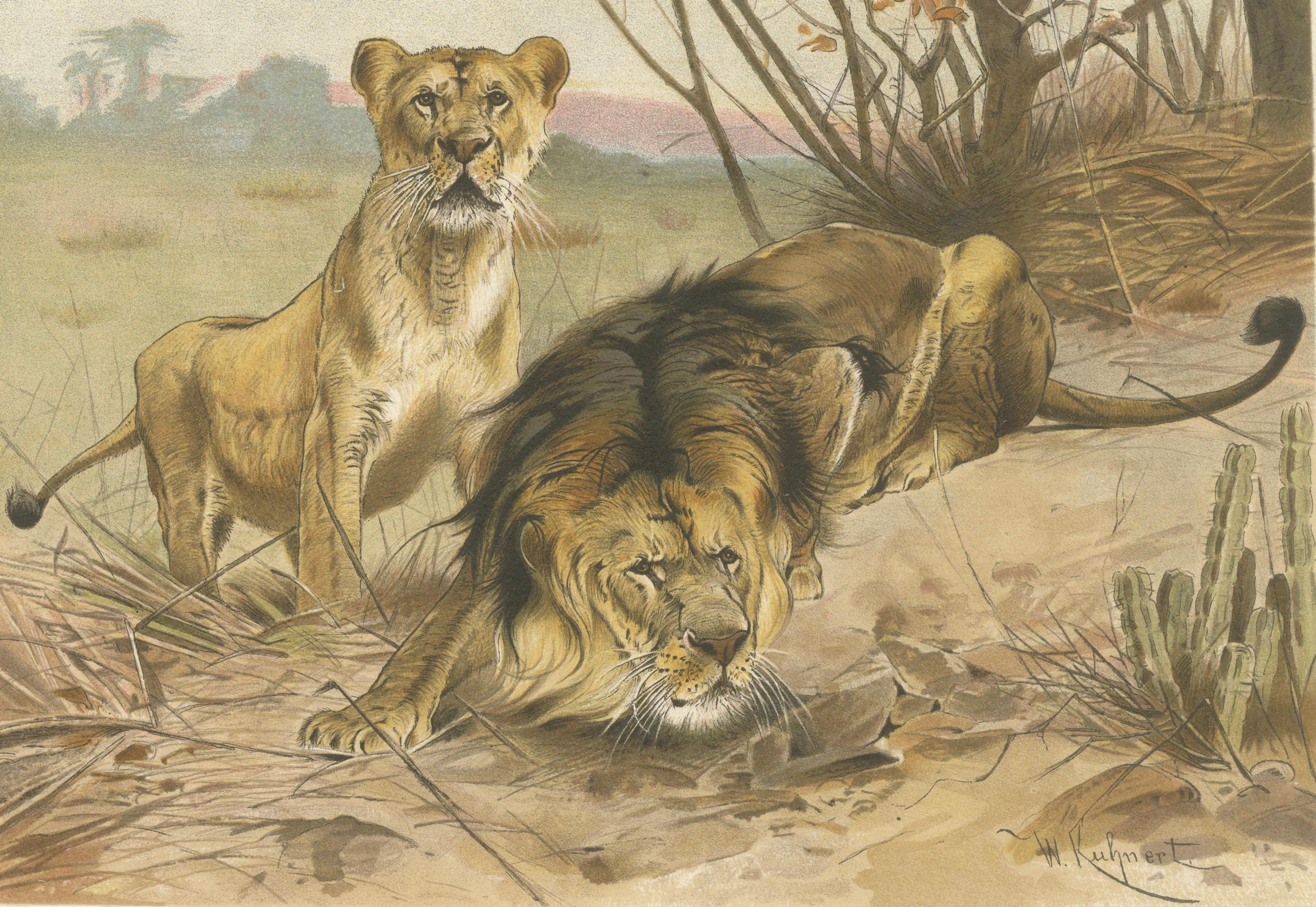 Lion and Lioness, Antique Big Cat Print, Victorian Natural History 1894