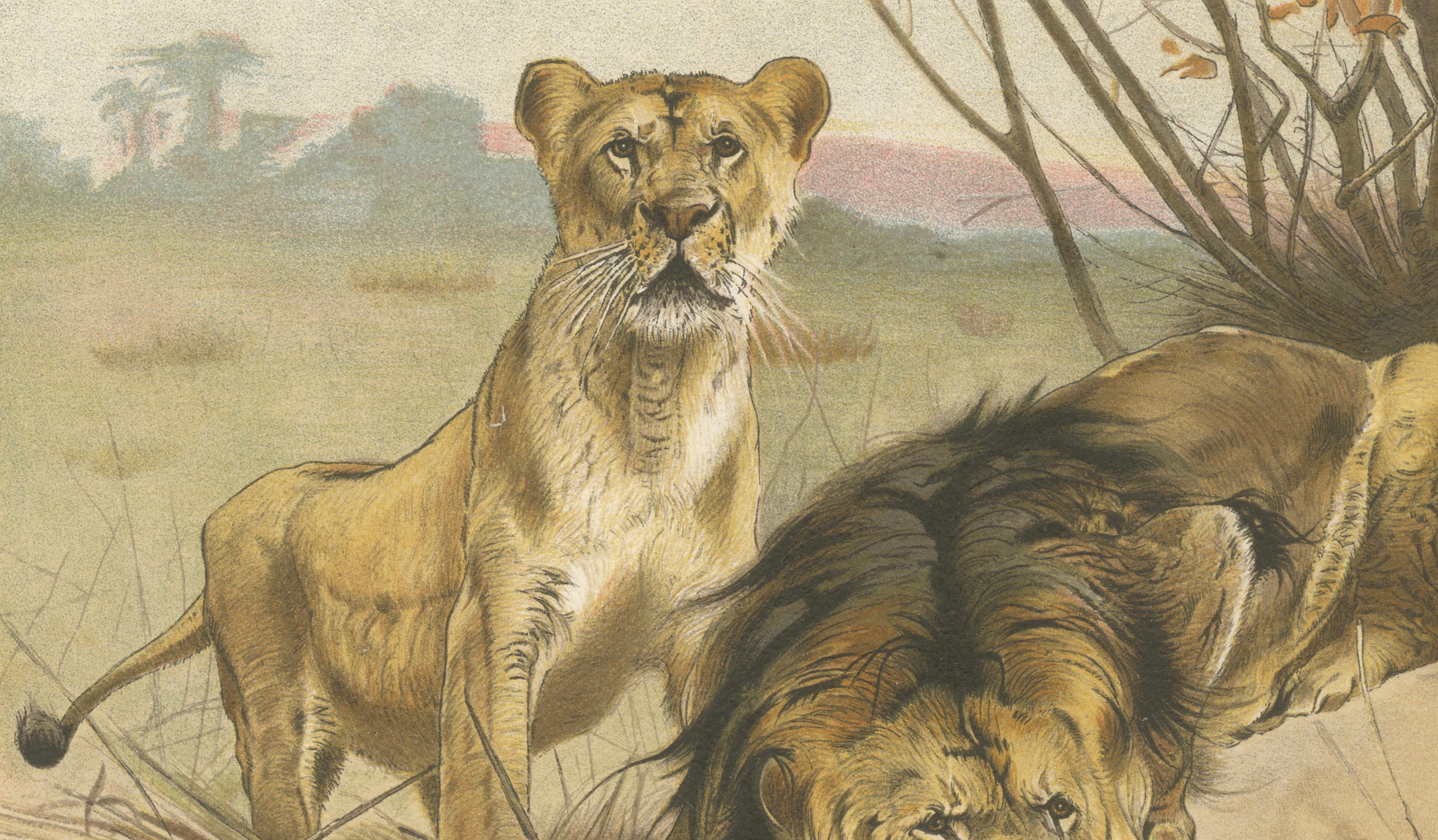 Lion and Lioness, Antique Big Cat Print, Victorian Natural History 1894