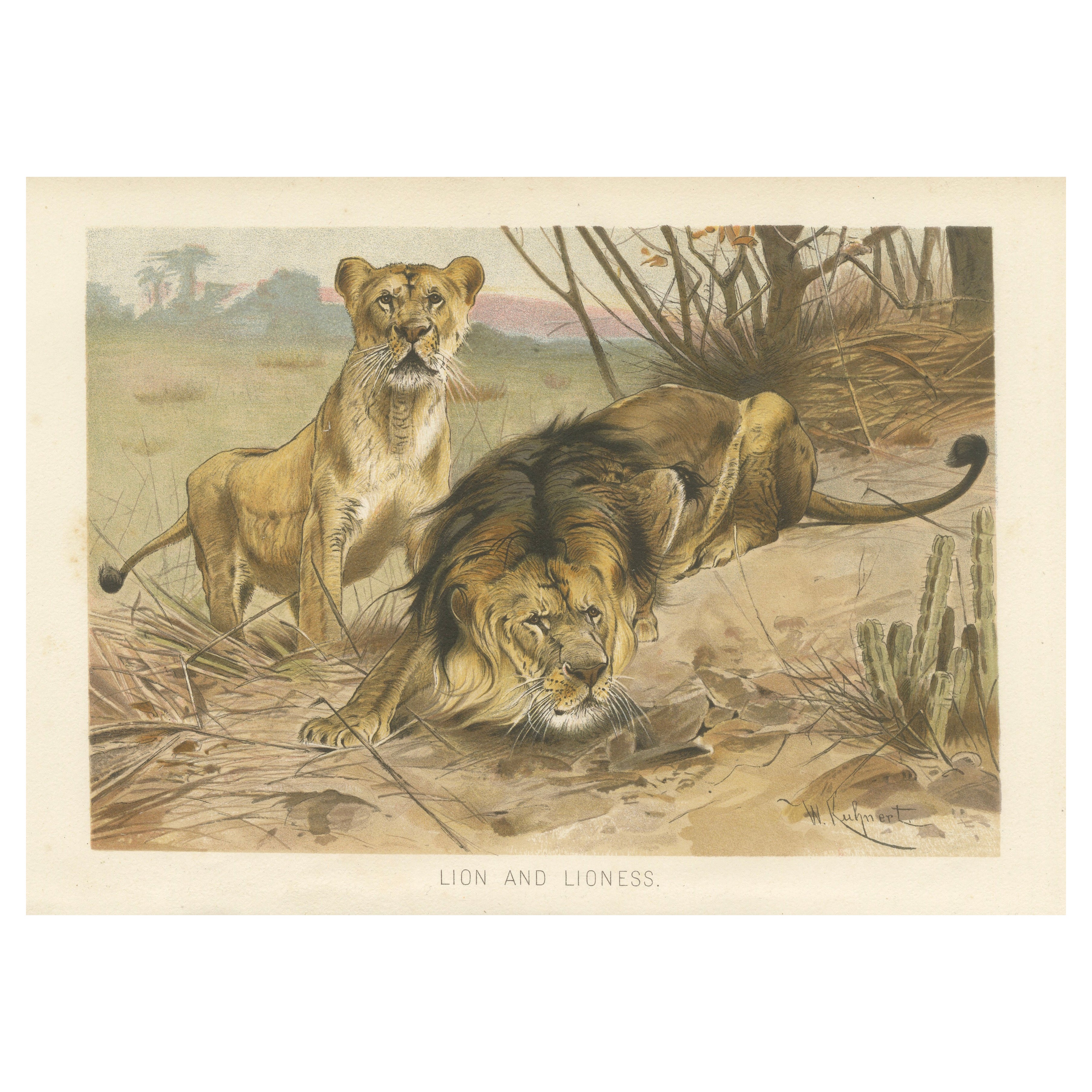 Lion and Lioness, Antique Big Cat Print, Victorian Natural History 1894 For Sale