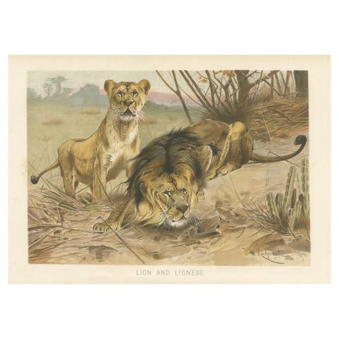 Lion and Lioness, Antique Big Cat Print, Victorian Natural History 1894