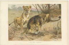 Lion and Lioness, Antique Big Cat Print, Victorian Natural History 1894