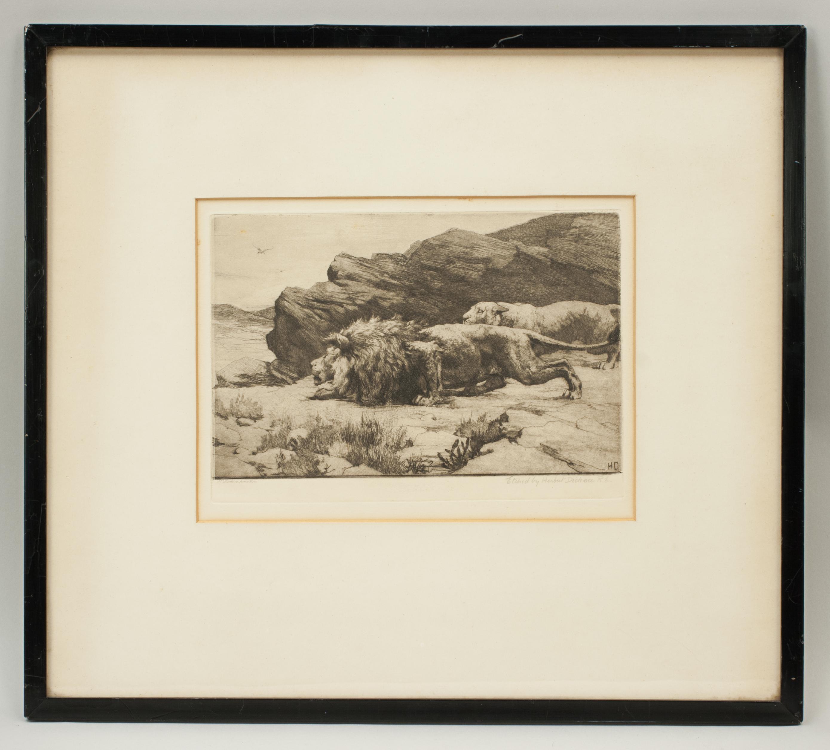 Marauders, antique etching by Herbert Dicksee.
A wonderful framed etching by Herbert Dicksee of a lion and lioness, Marauders. The black and white wildlife picture shows a lion and lioness crouching behind some rocks, very similar to another of