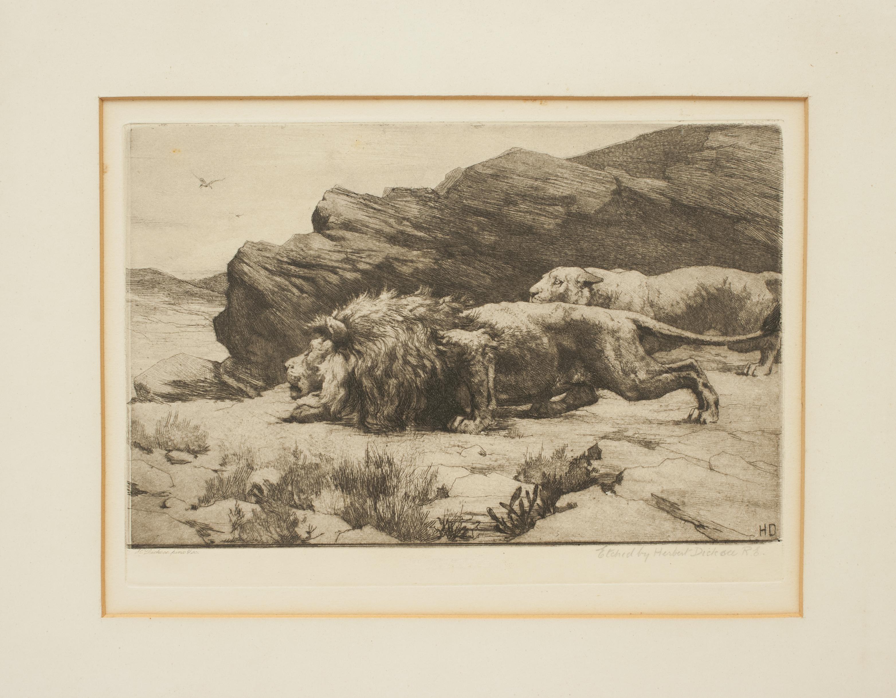 Sporting Art Lion & Lioness, Herbert Dicksee, Marauders African Wildlife Picture For Sale
