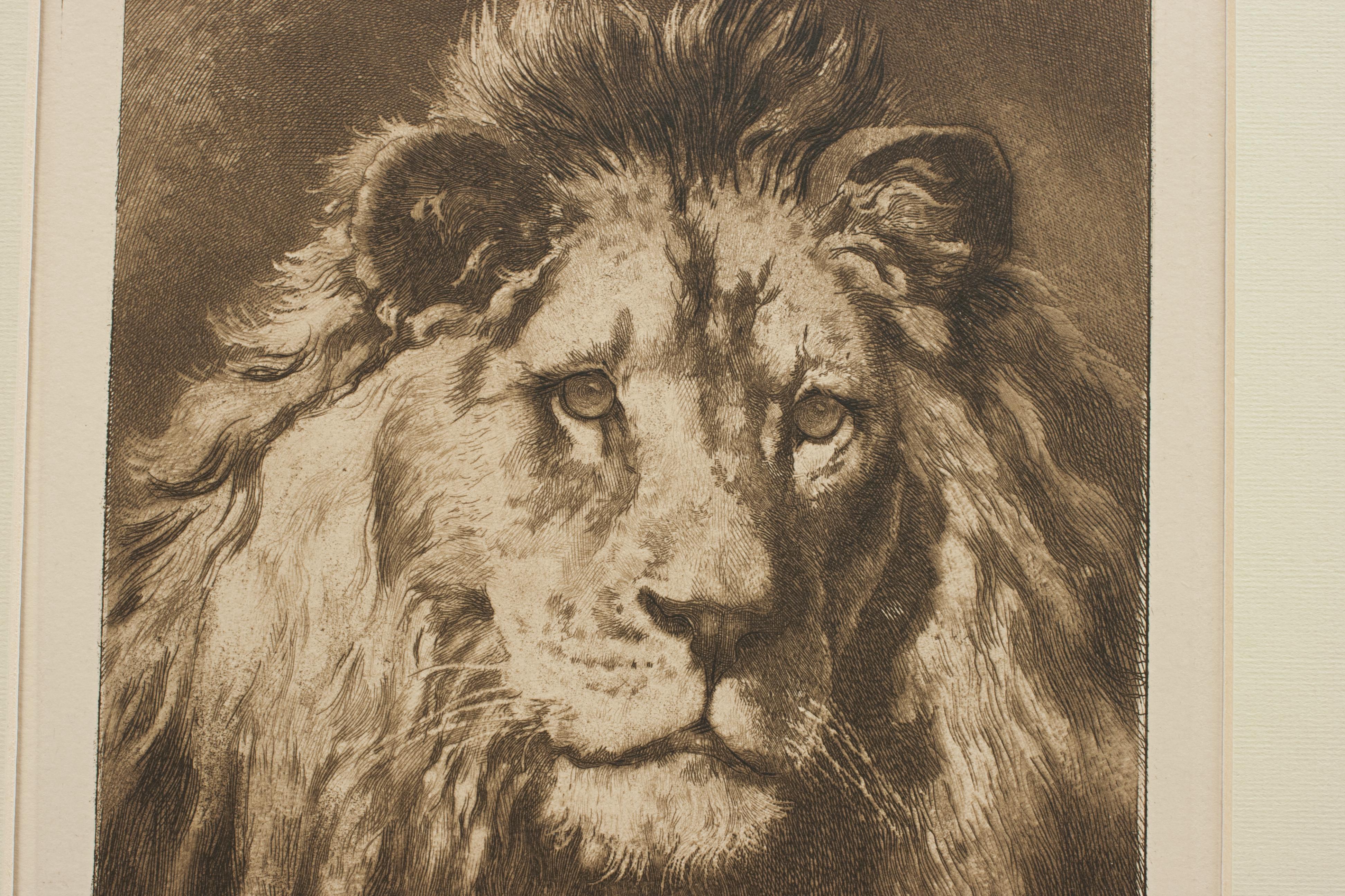 English Lion Print by Herbert Dicksee, His Royal Highness