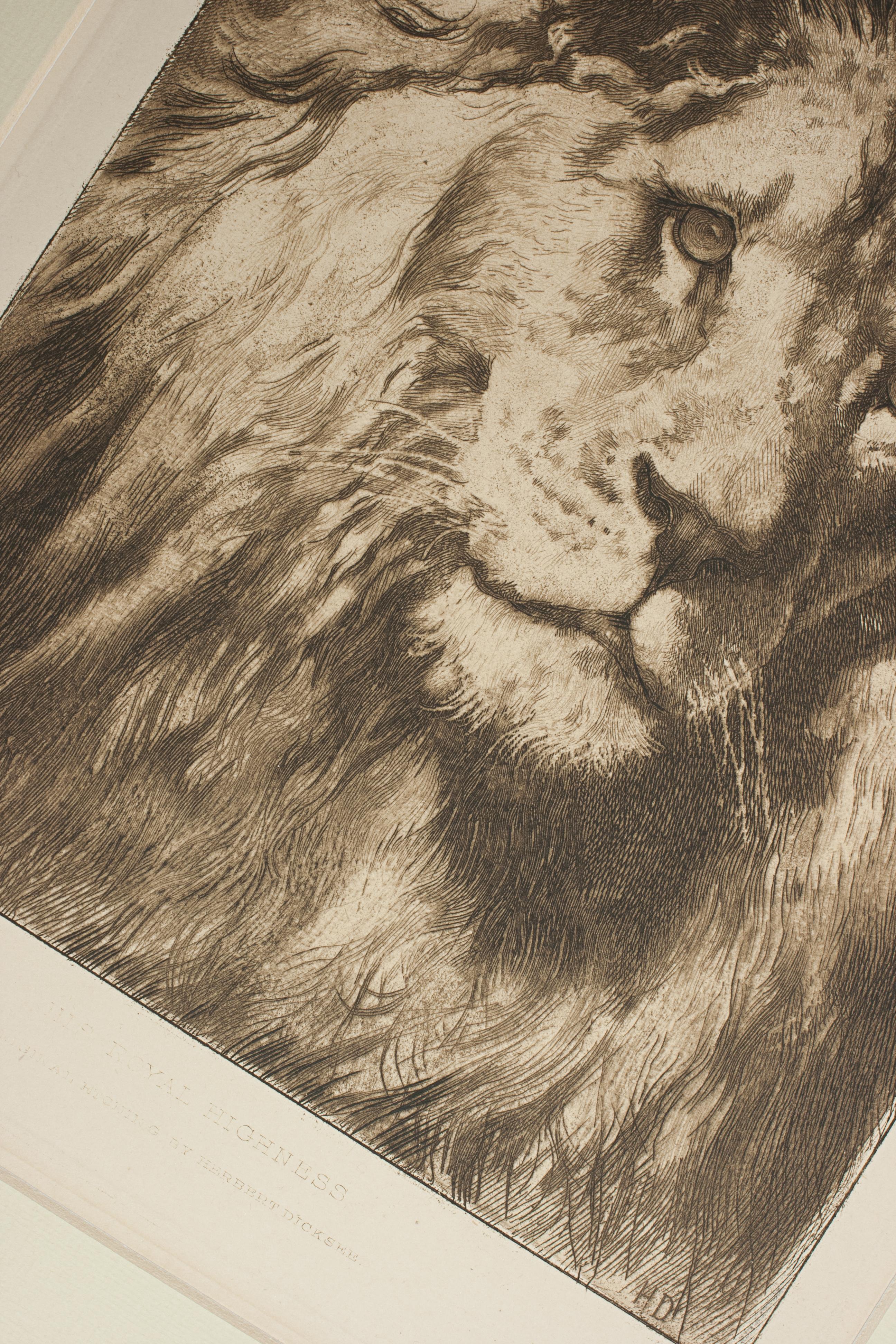 Lion Print by Herbert Dicksee, His Royal Highness In Good Condition In Oxfordshire, GB
